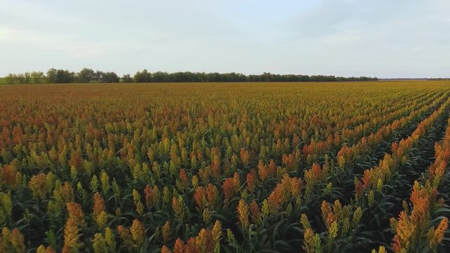 Aero Flight over the sorghum field