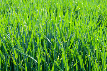 wheat plants in springtime in evening sun