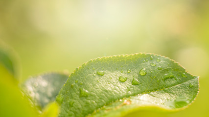 Macro. Water drop on grass blade in the morning glow in the sun. Beautiful leaf texture in nature background. Copy space.