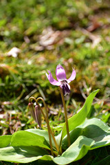 日向の丘のカタクリ