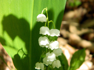 meadow of lilies of the valley in the forest after rain