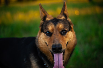 Portrait photo of a shepherd dog in nature. The dog is brown.
