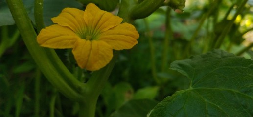 Yellow flower in garden 