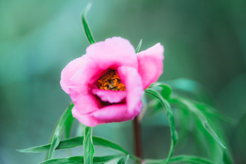 Beautiful pink flower blooms, Maryin root medicinal herbs, flowers in the red book
