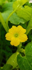 Yellow flower in garden 