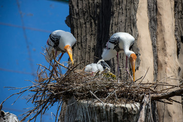 Couple of painted storks with a little bird between them building their nest