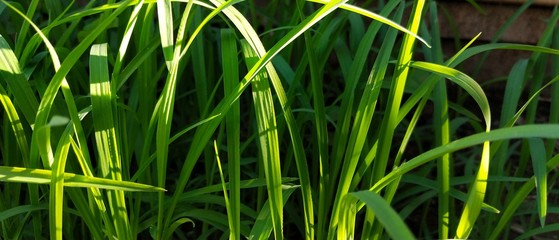 fresh green grass