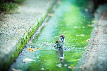 スズメの水浴び