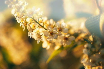 Beautiful cherry blossom, macro shot of white flowers, the awakening of nature.