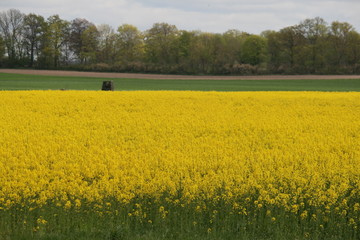 blühendes Rapsfeld im Mai