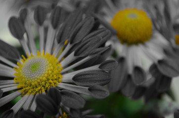 Flora amarilla - Color selectivo
