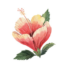 Beautiful watercolor tropical flowers. Tropics. Realistic tropical plants. Hibiscus. - 347700031