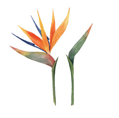 Beautiful watercolor tropical flowers. Tropics. Realistic tropical plants. Hibiscus. - 347700047