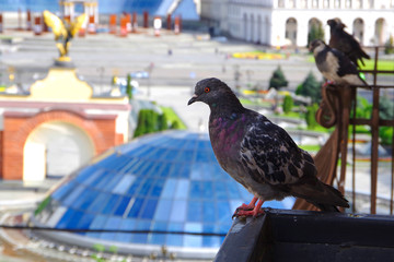Dove on the balcony against the background of city streets.