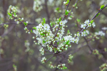 cherry tree in flowers blooming at the branches