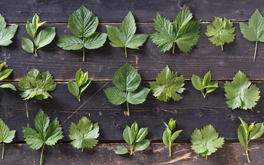 Spring grass background. Fresh leaves of medicinal plants laid out on a dark background.