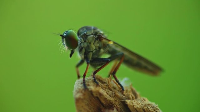 Robber fly assassin fly macro close up static shot in hd with bokeh green background.