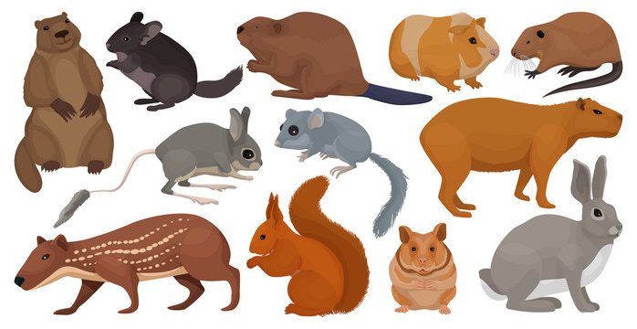 Species of rodents vector cartoon set icon. Isolated cartoon set icon gnawer.Vector illustration species of rodents on white background.