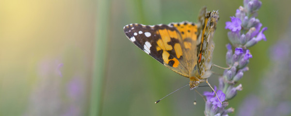 beautiful butterfly on a flower of lavender in garden