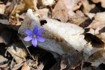 Anemone hepatica liverwort blue beautiful spring flowers closeup in the forest