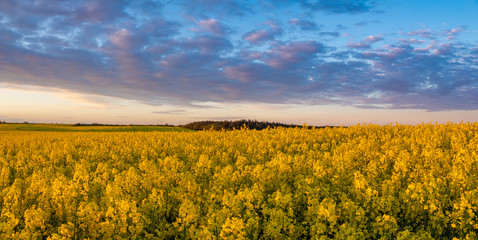 panorama of a field of blooming rape in the warm light of the setting sun against the backdrop of beautiful clouds in the blue sky