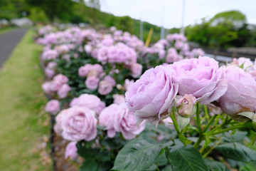 道沿いに咲く紫色の薔薇
