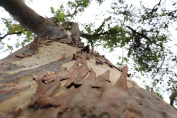 old tree trunk with leaves