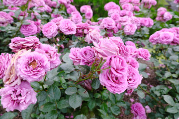 ピンク色が美しい満開に咲くバラ