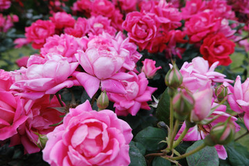満開に咲くたくさんのピンク色の薔薇