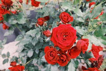 赤色に染まった美しい黒蝶の薔薇