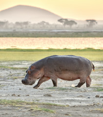 Large male hippo (Hippopotamus amphibius) walking at sunset with a mountain in background. Amboseli...