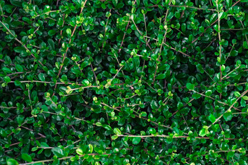 plants green spring carpeted the ground, natural background, leaf texture