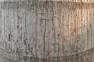 Closeup of tree bark texture with evening sunlight for decoration and background idea