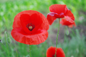 Red poppies in the field.
