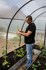 A man working in a greenhouse with summer vegetables