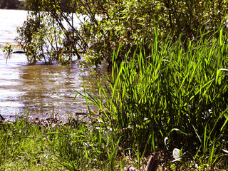 Landscape in spring on the river Bank