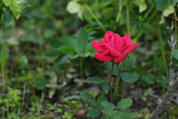 寂しげな赤色の薔薇