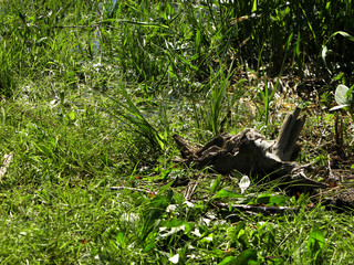 The grass on the banks of the river