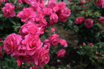 赤色に染まる薔薇のトンネル