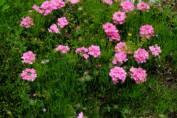 花火のように開いたピンク色の可愛い野花
