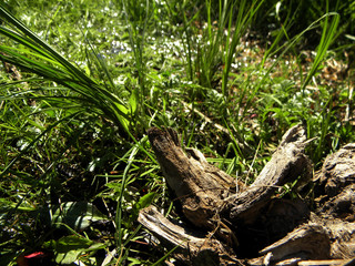 The bark of a tree lying in the green grass