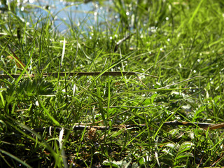 The grass on the banks of the river