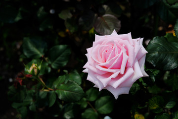 ダークの背景に色づくピンク色の薔薇