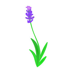 Lavender vector icon.Cartoon vector icon isolated on white background lavender.