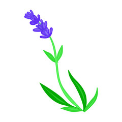 Fototapeta na wymiar Lavender vector icon.Cartoon vector icon isolated on white background lavender.