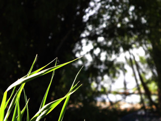 Forest vegetation in the city Park in spring