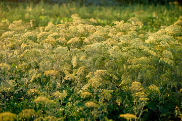 Green dill plants growing in garden, copy space. Natural summer background. Fennel seeds. Foeniculum vulgare. Irrigation