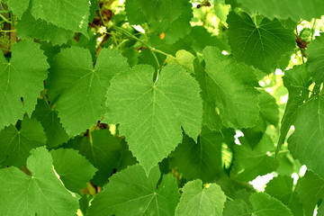 Background of fresh green grape leaves. Green leaves background. Nature summer background