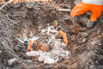 Planting potatoes with a gloved hand in a pit with fertilizer in the form of husks from garlic with onions and ash with coal.
