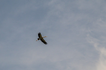 The Asian Openbill Stork birds (A. oscitans) are flying in the sky.